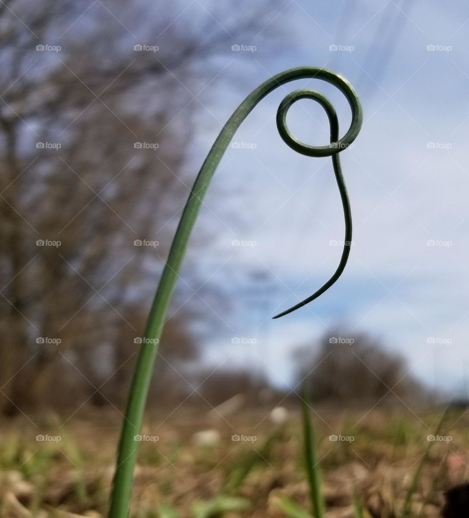 The Funkiest Blade Of Grass You Ever Saw