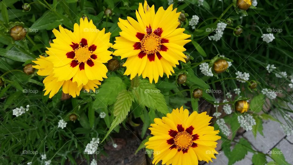yellow flowers