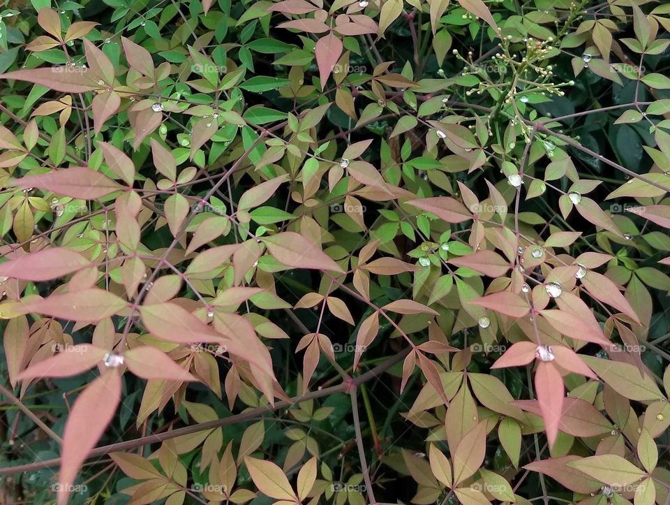 water drops and Leaves