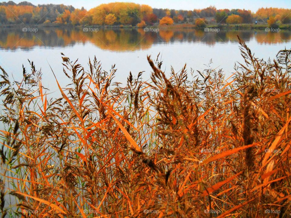 Fall, Nature, Water, Leaf, Landscape