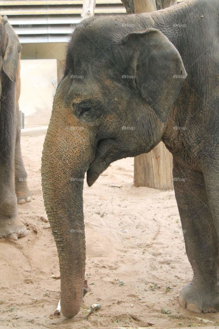 female Elephant in Zoo