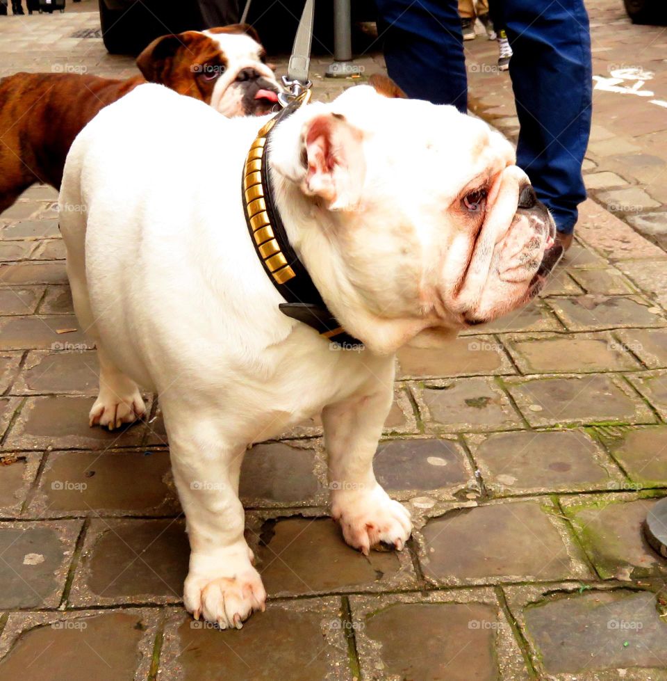 cool English Bulldogs