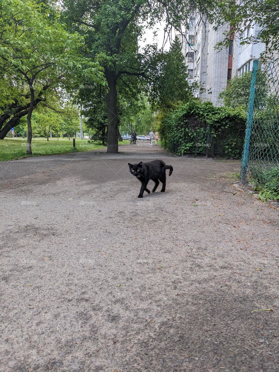 Black cat walking alone