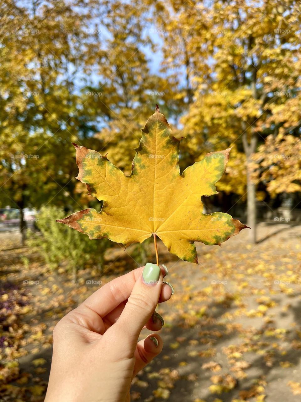 Female hand with manicure holds the yellow leaf 