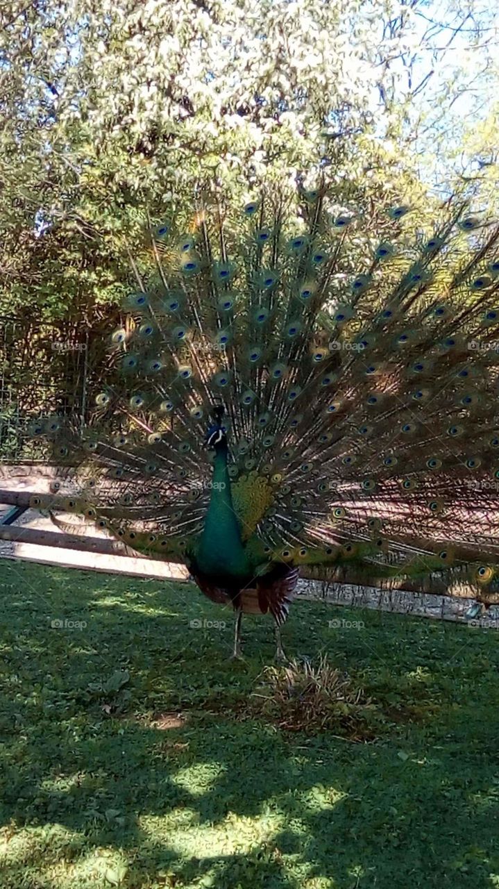 peacock😍