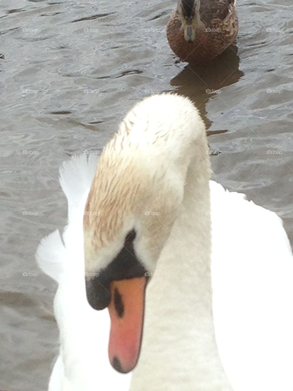 Swan