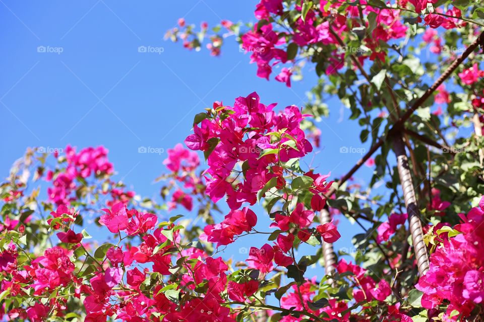 blue sky flowers