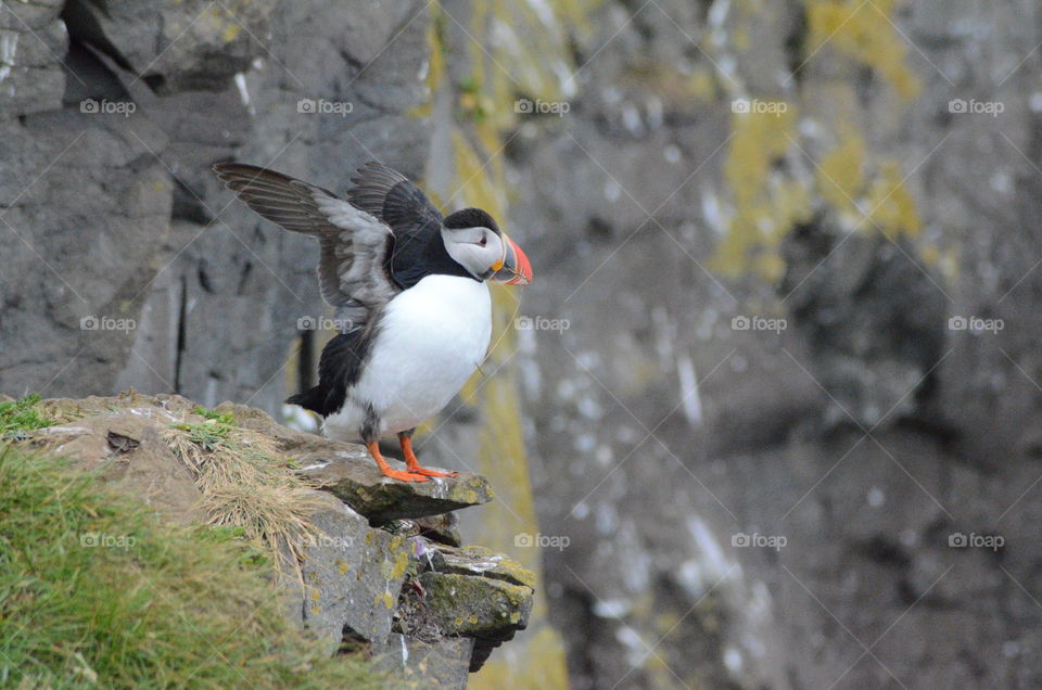 Puffin