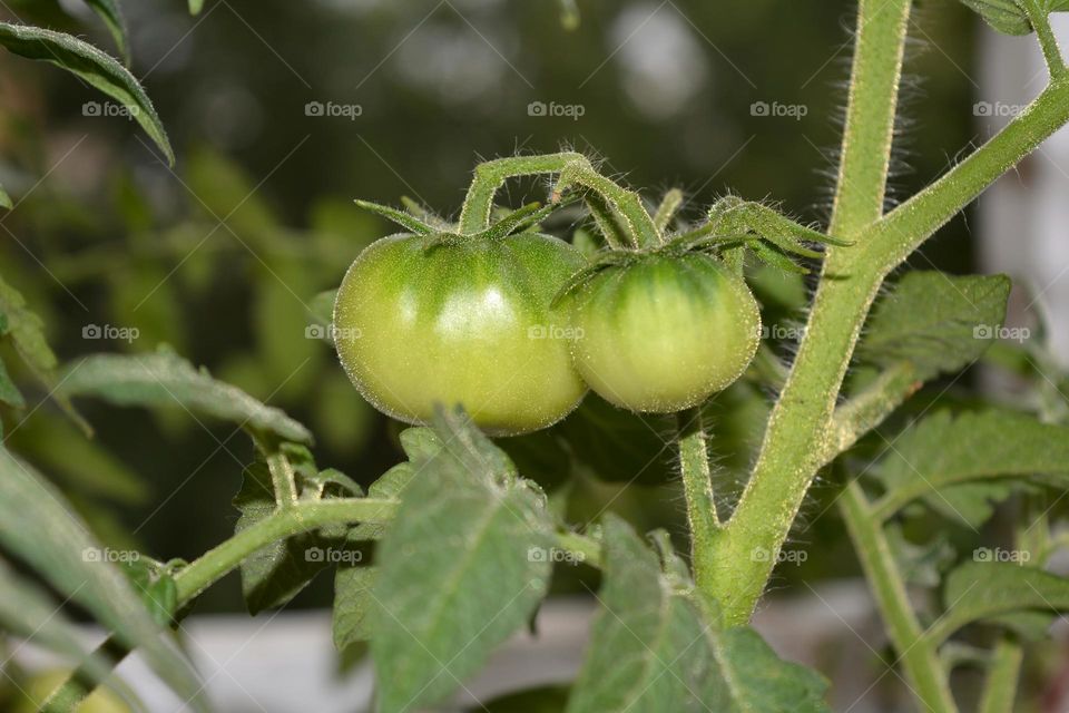 Food, No Person, Leaf, Agriculture, Nature