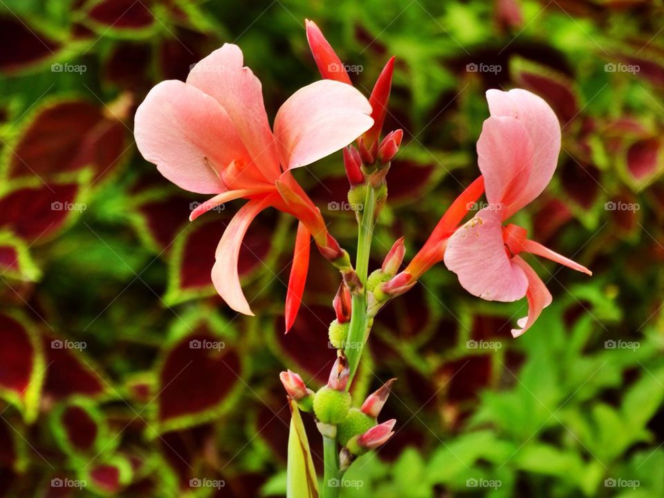 Flowers