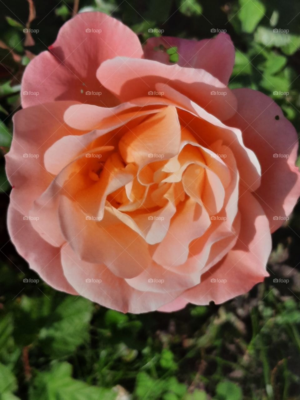 portrait of peach coloured tea rose