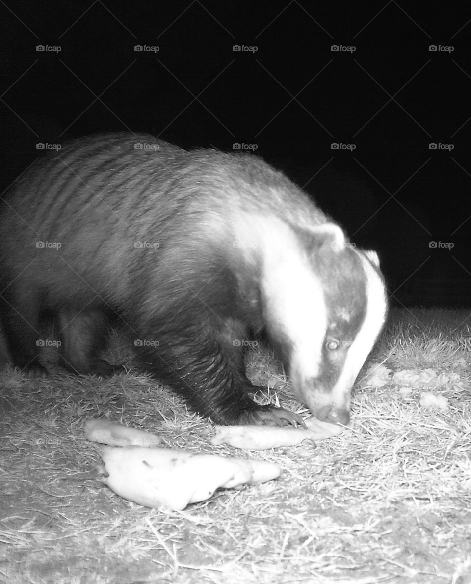 Badger feeding 