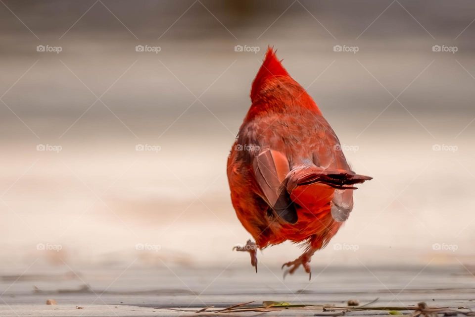 Hop into Spring with a little spring in your step! Northern Cardinal, Raleigh, North Carolina. 