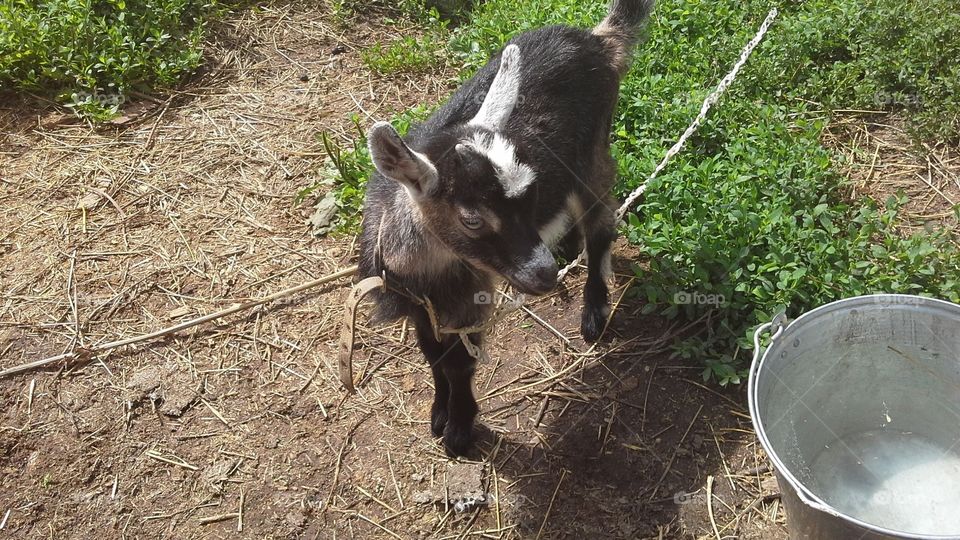 Our little goat Zina
Zina is too funny and interesting 
And enjoy by eating the cherry and malina