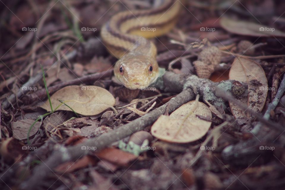 Snake Closeup