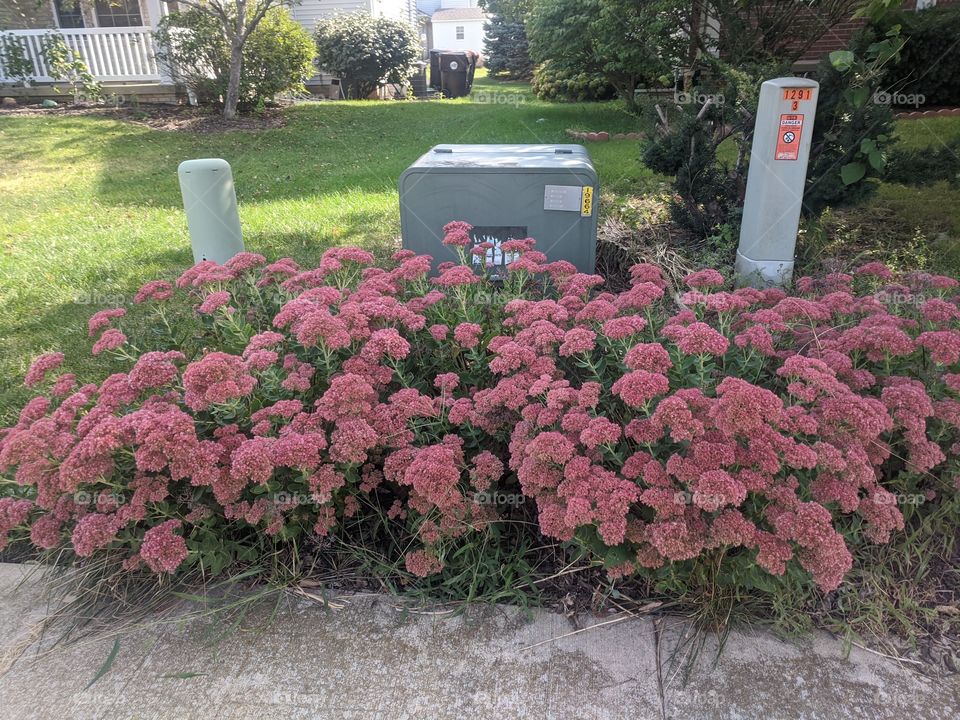 Plants with colourful flowers are always wonderful❤️ It adds the beauty of our surroundings and a beautiful treat to our eyes ❤️❤️❤️