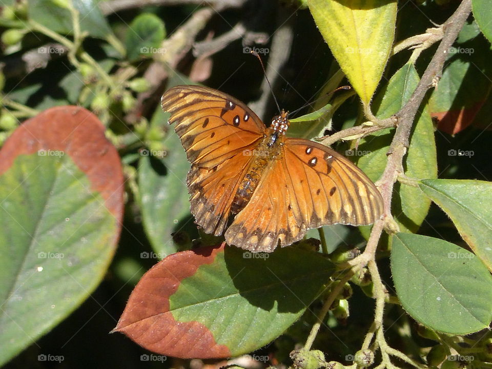 Butterfly wings open on leaves 