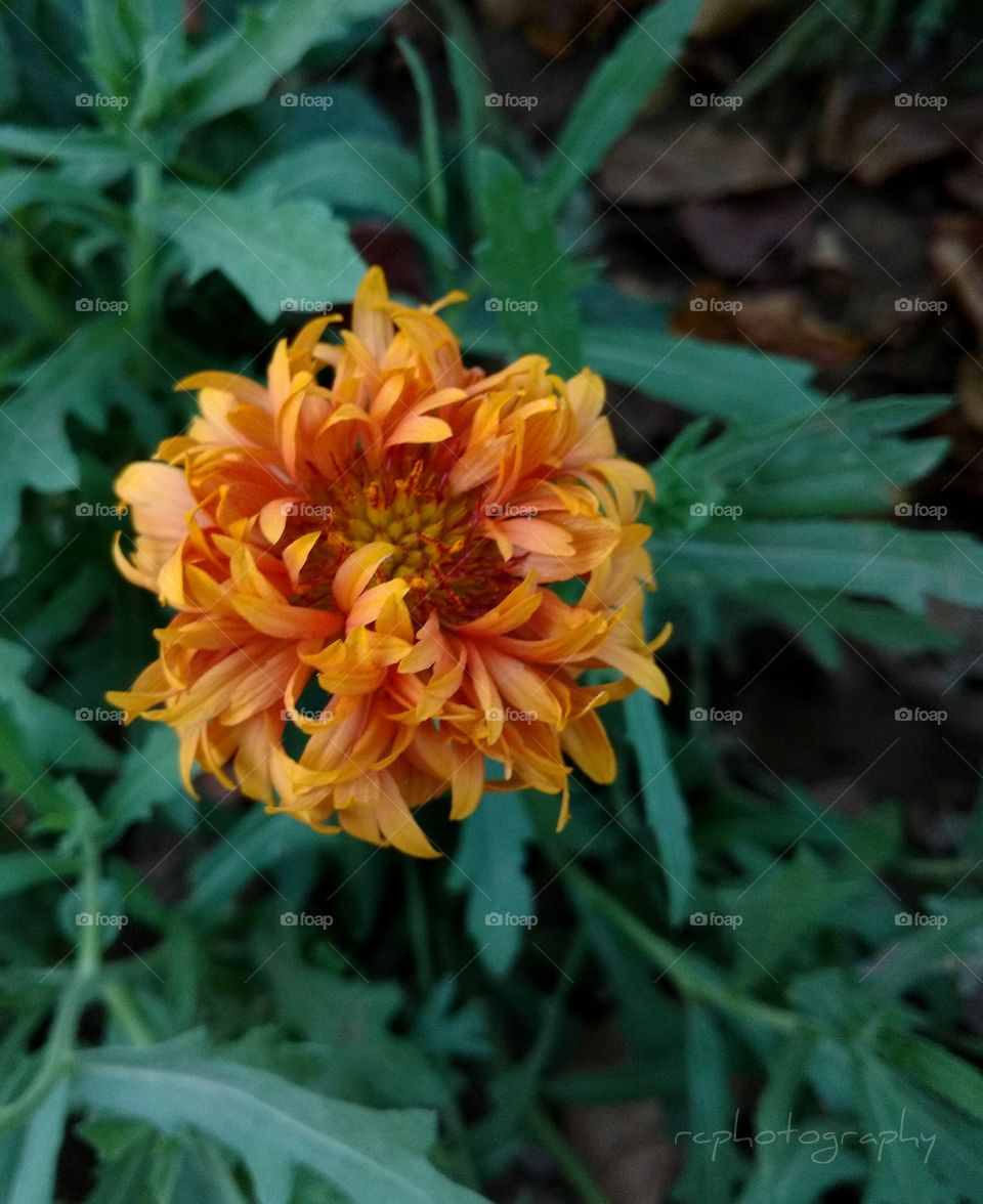 Yellow flower