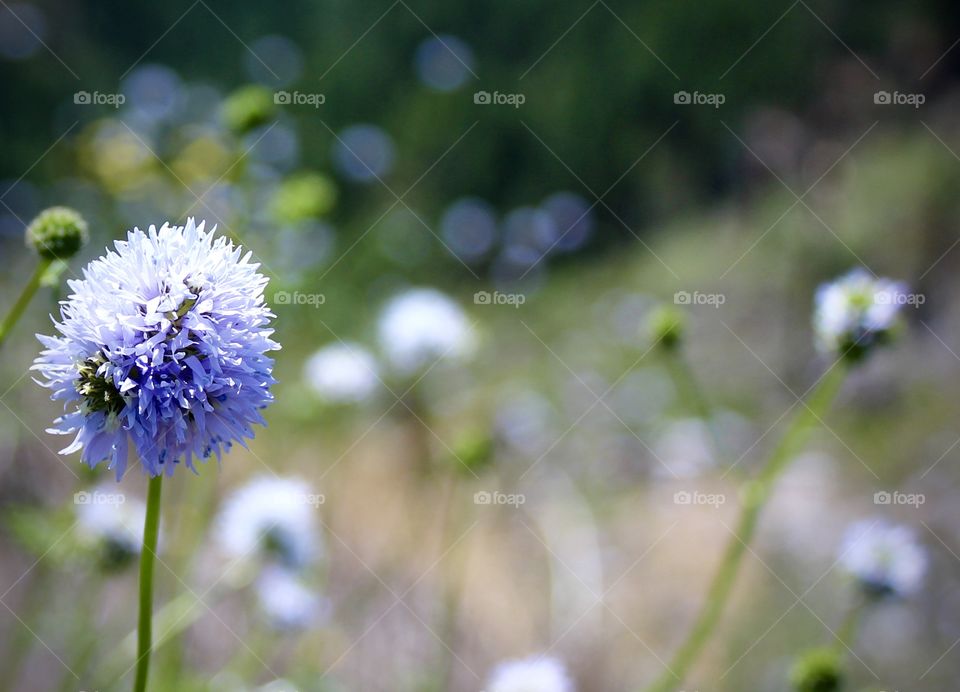 Chive Blossom found in Merlin, Oregon USA in early summer