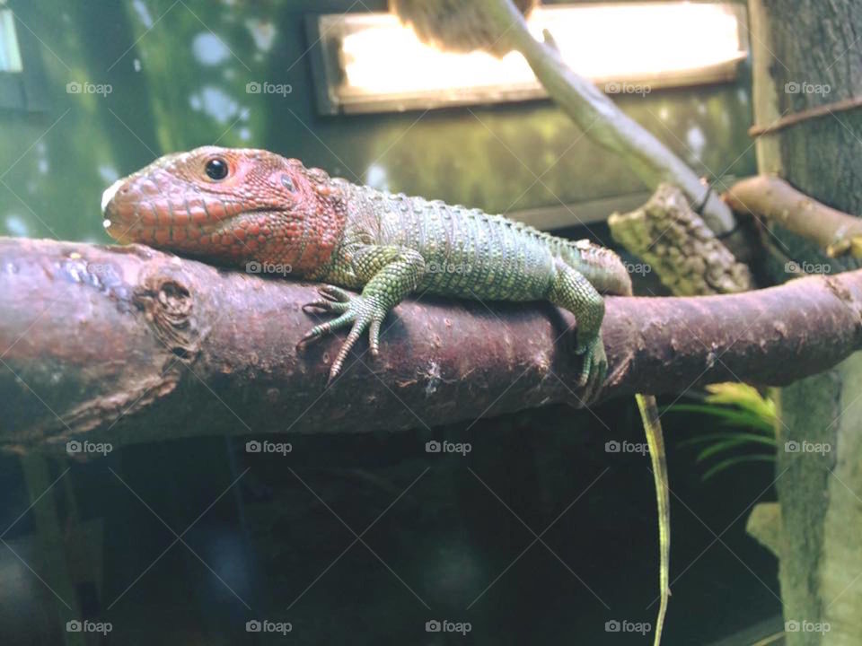 Baby caiman lizard - Turtle Back Zoo