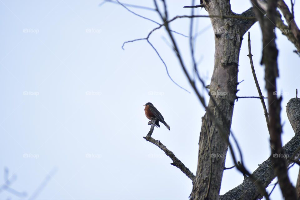 A robin looking over its territory from a branch