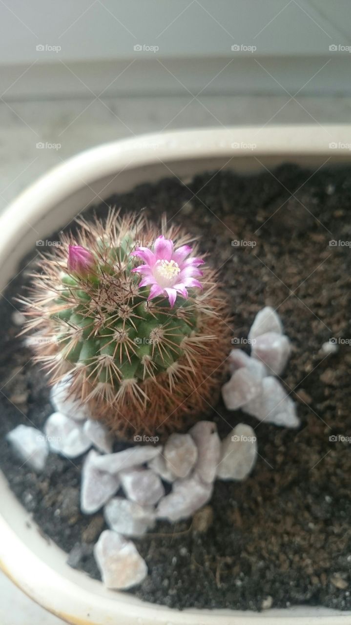 Cactus flower