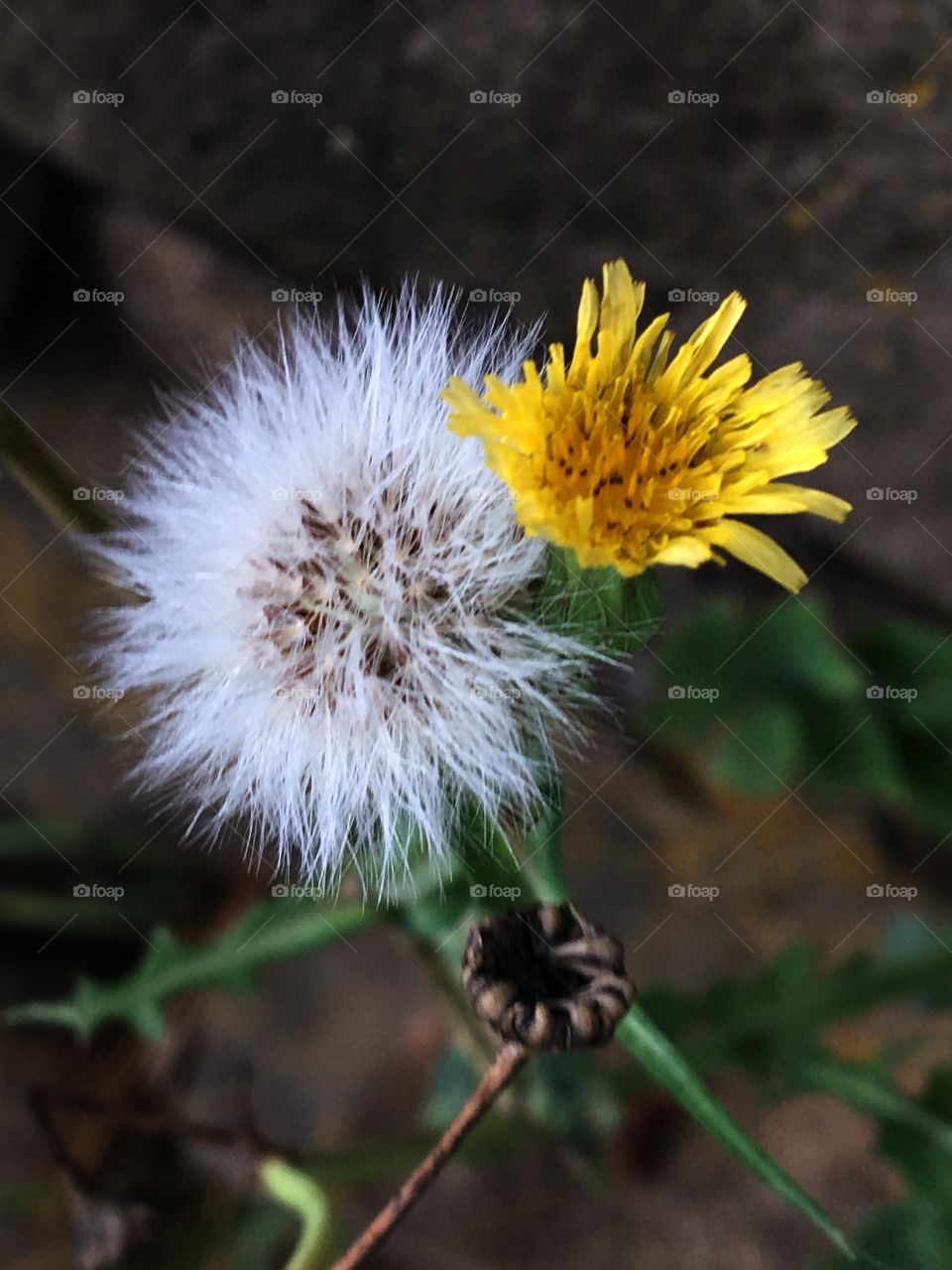 No Person, Nature, Flora, Flower, Outdoors