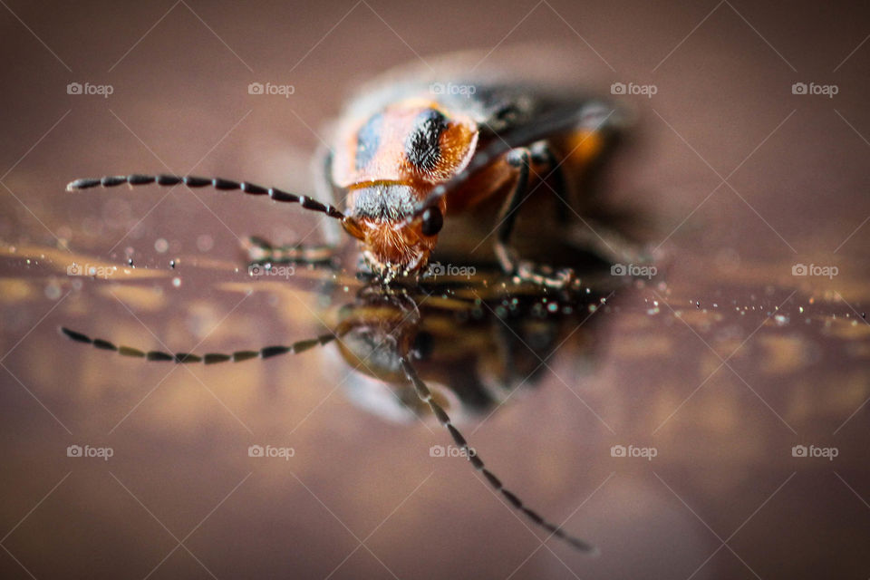 Macro Bug Reflection