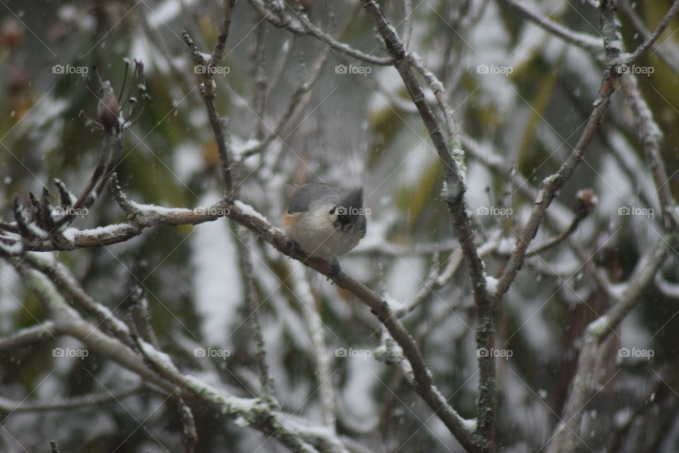 nut hatch bird in winter