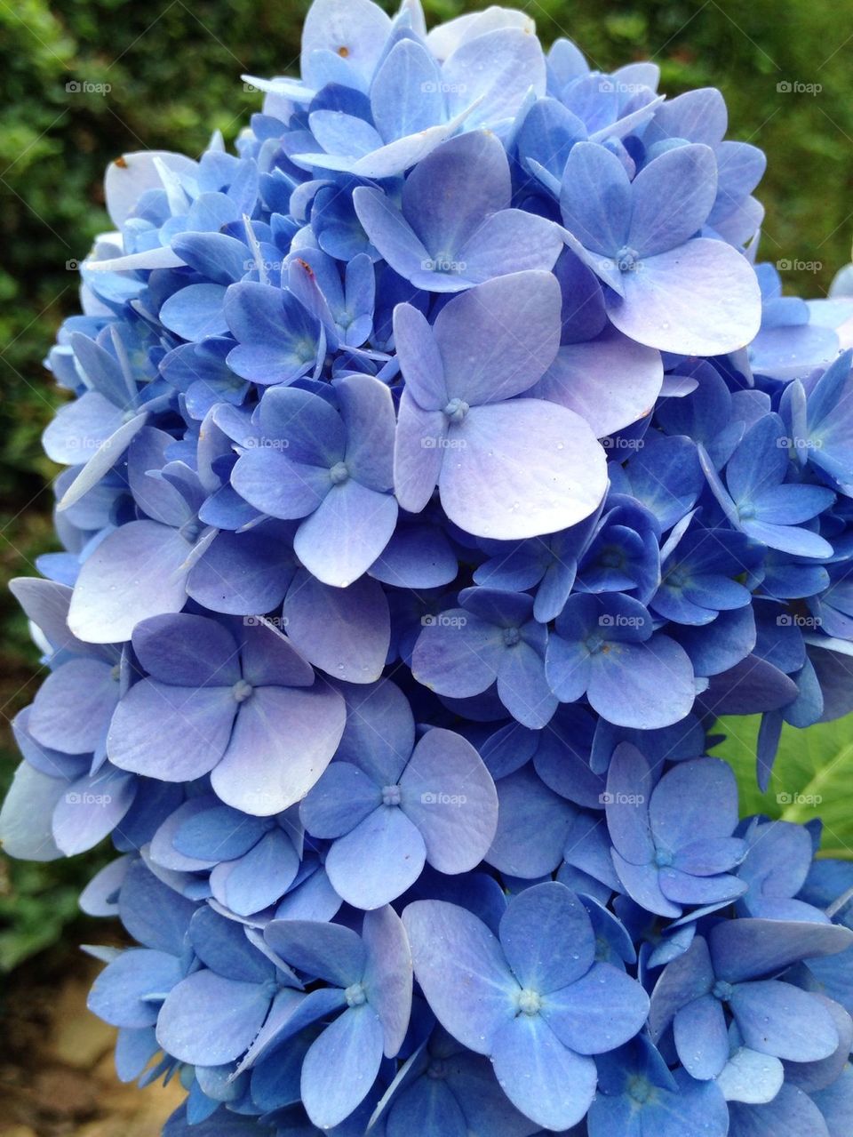 Hydrangea flower