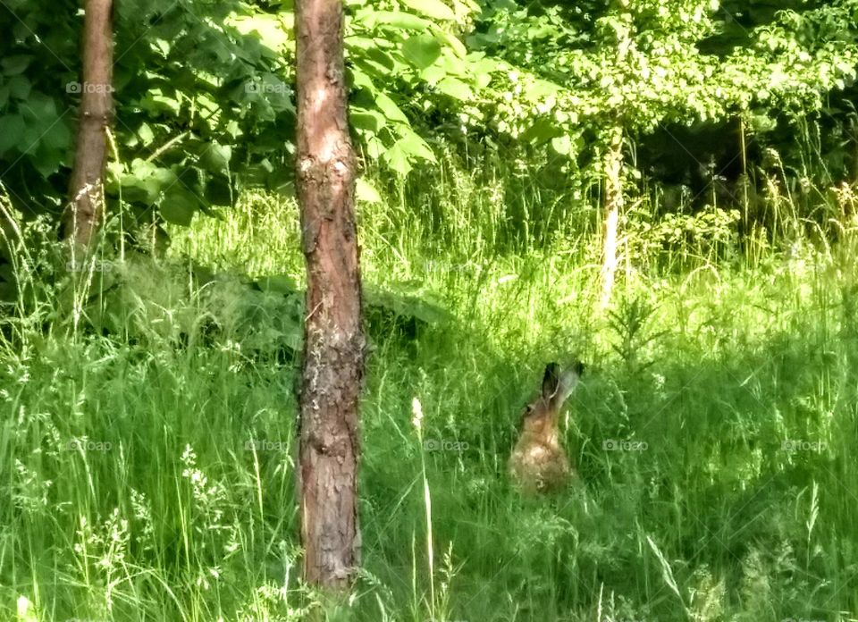 rabbit in the green grass wild nature summer time