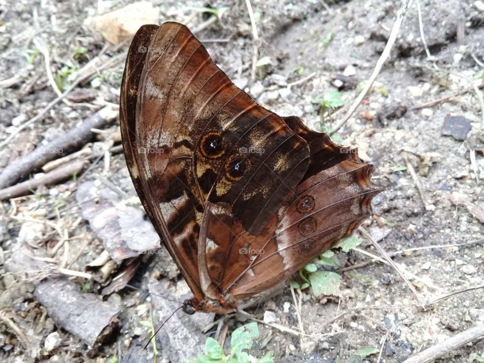 A camouflaged butterfly showing its beauty.  How can you not be inspired by nature and its creative forms? / Uma borboleta camuflada mostrando sua beleza. Como não se inspirar com a natureza e suas formas tão criativas?