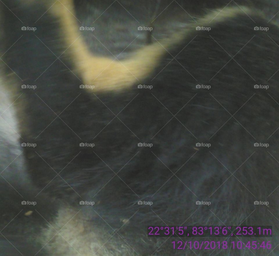 Happy Pat with solid gold.