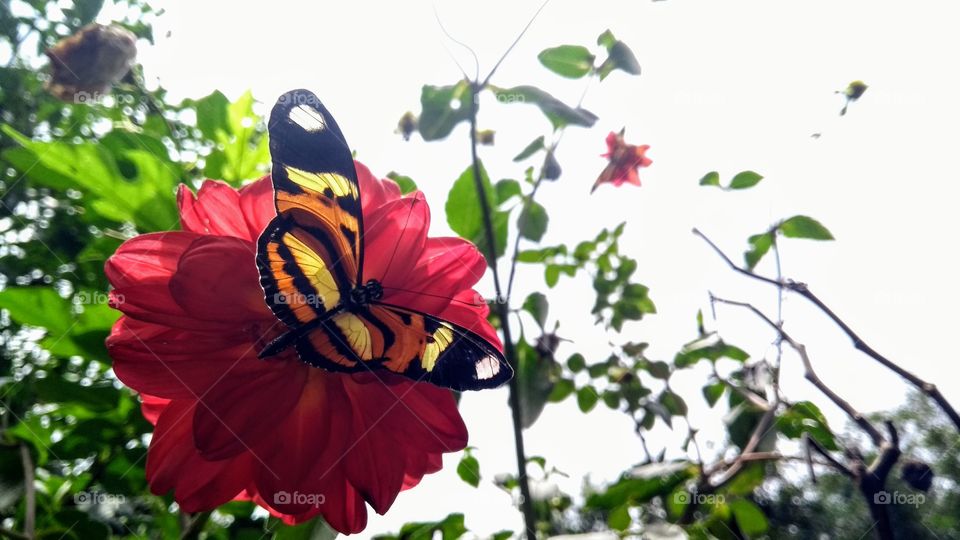 butterfly in flower - Brazil