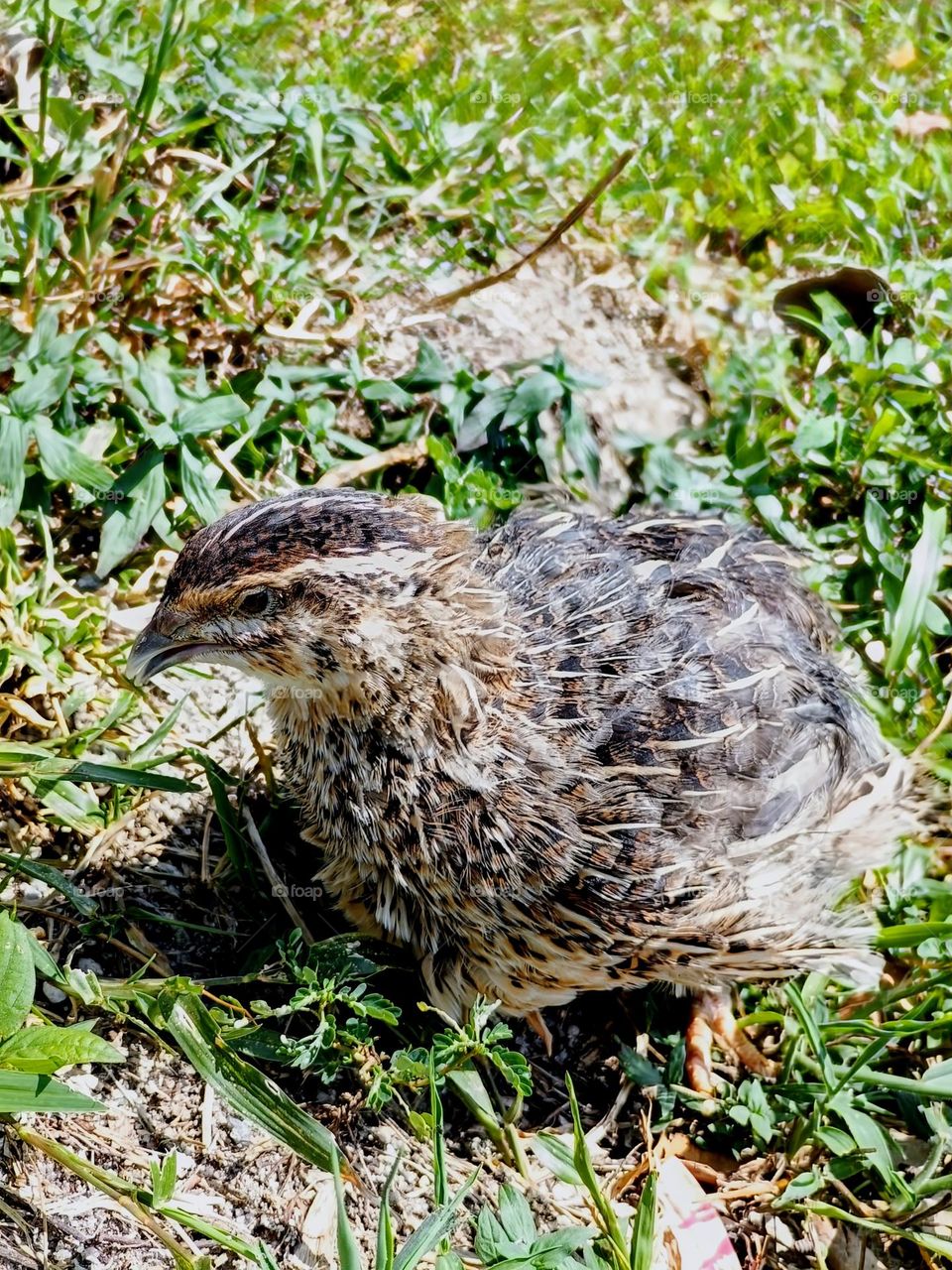 Close view of a female quail bird.