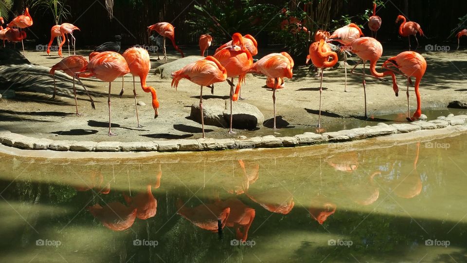 Flamingo Reflection