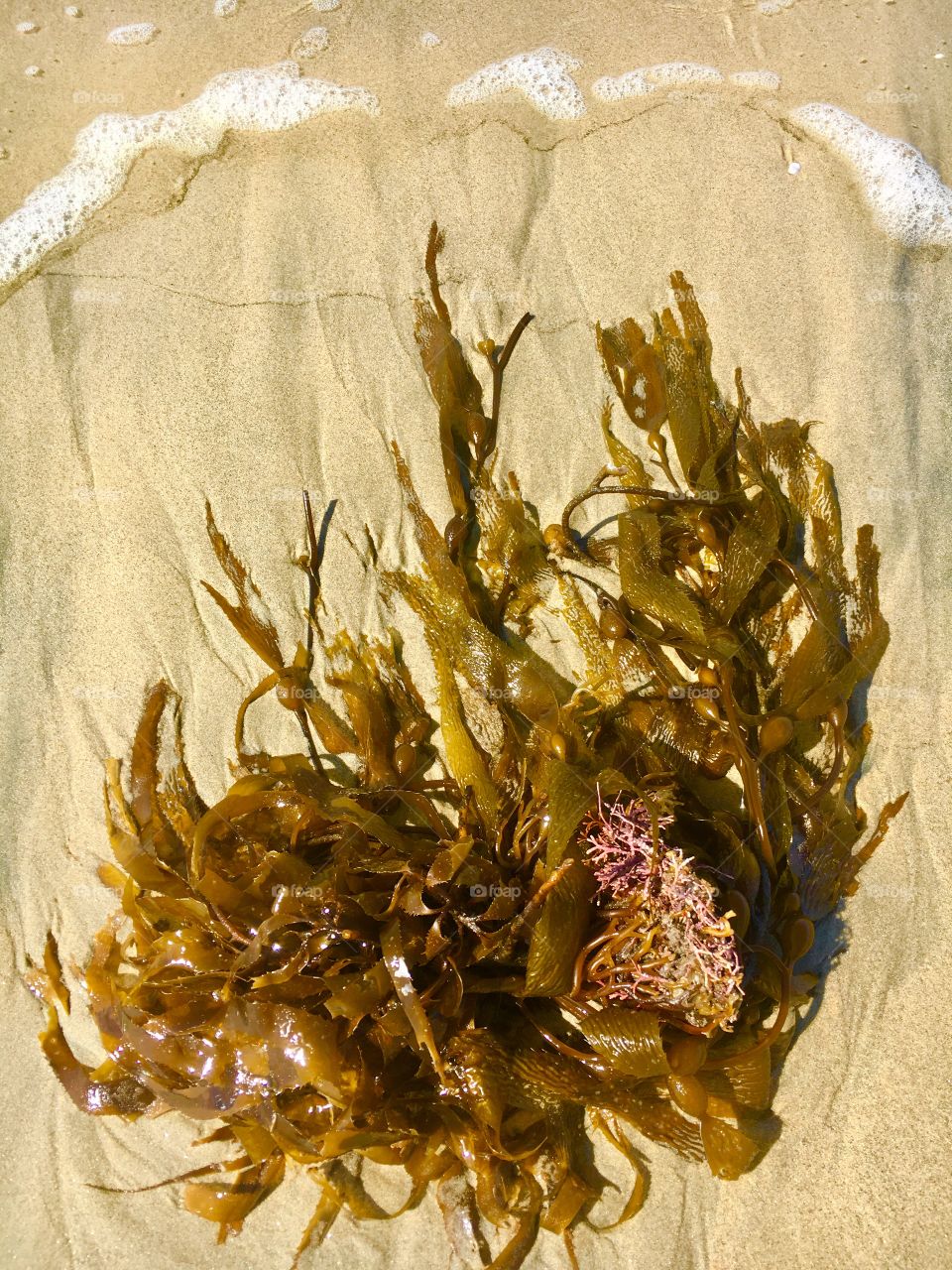 🌴Huntington Beach, CA Kelp that has washed ashore from the ocean floor. 