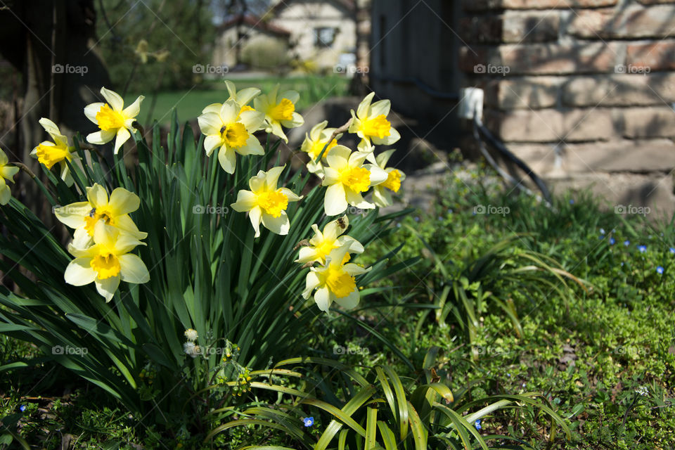 Narcisus flower in the garden