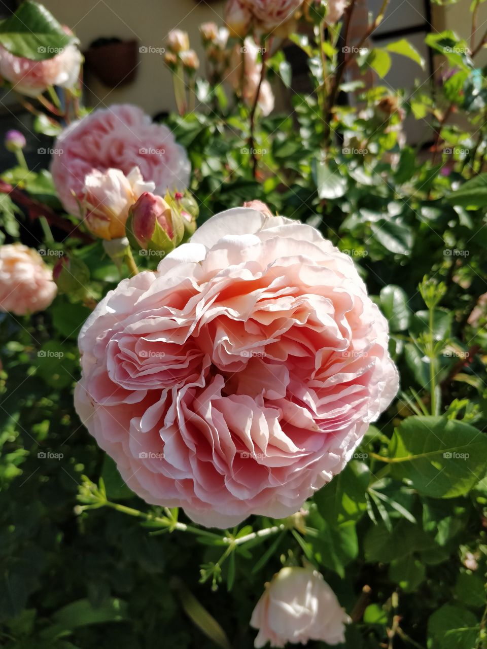 Beautiful rose 🌹.