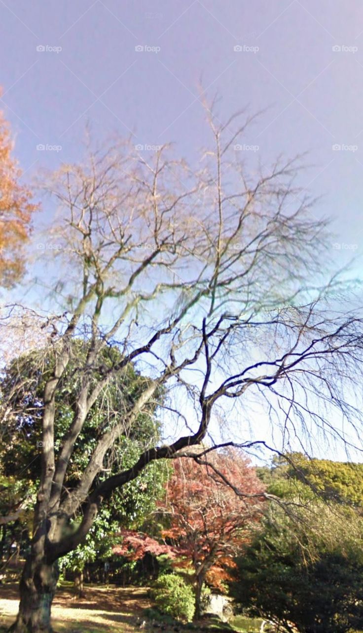 mùa xuân đang đến.