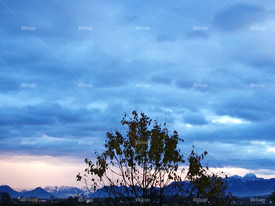 tree in front of sky