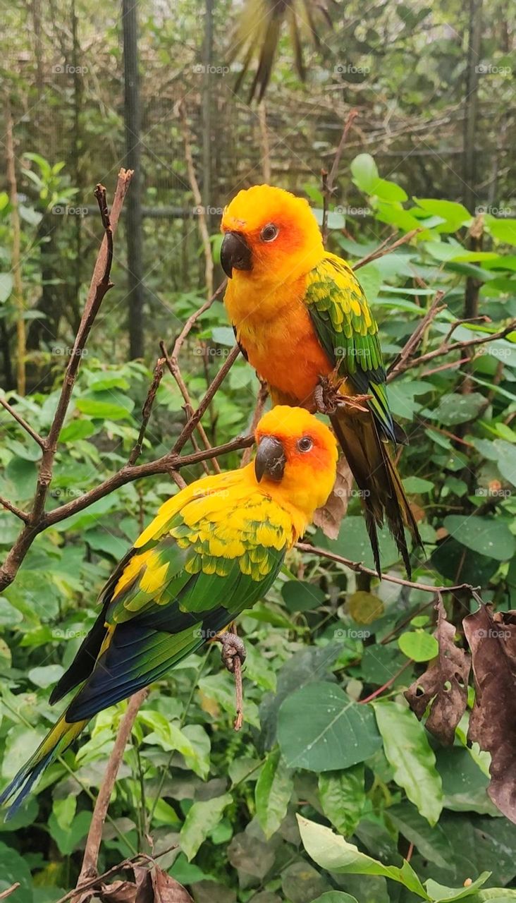 A pair of sun parakeets or sun conures