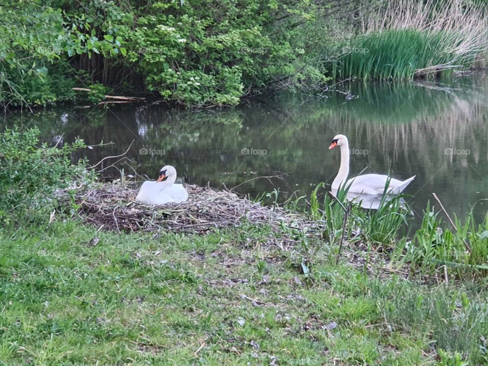 Two beautiful white swans 1 on the nest and 1 in the water. NATURE.