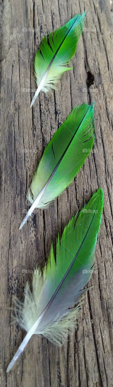 parrot feather