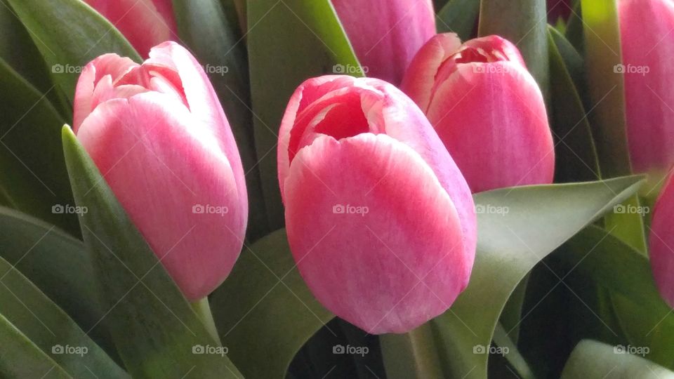 nice bunch bouquet of pink tulips