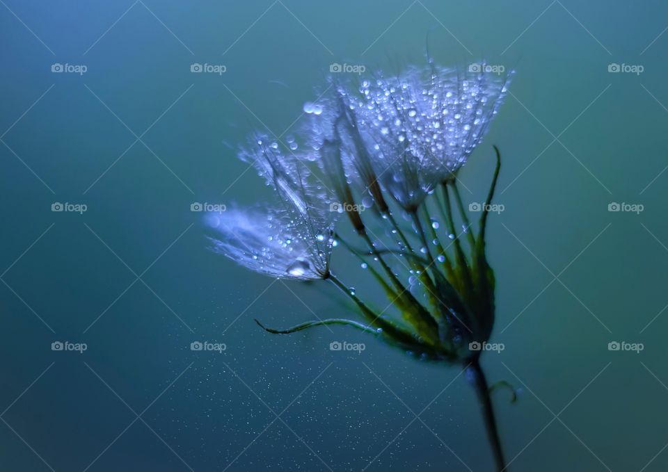 Dandelion drops