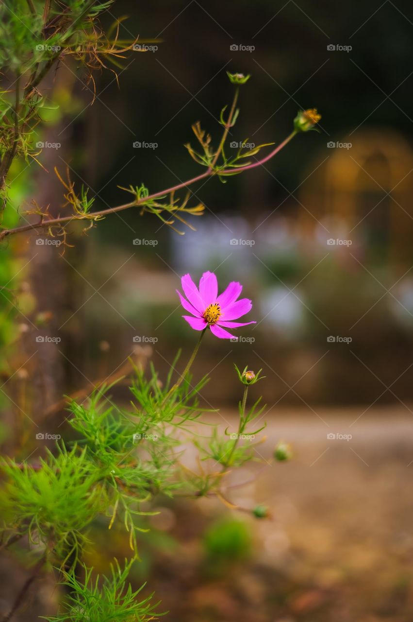 Capturing cycle of life, spring season bringing new life to nature