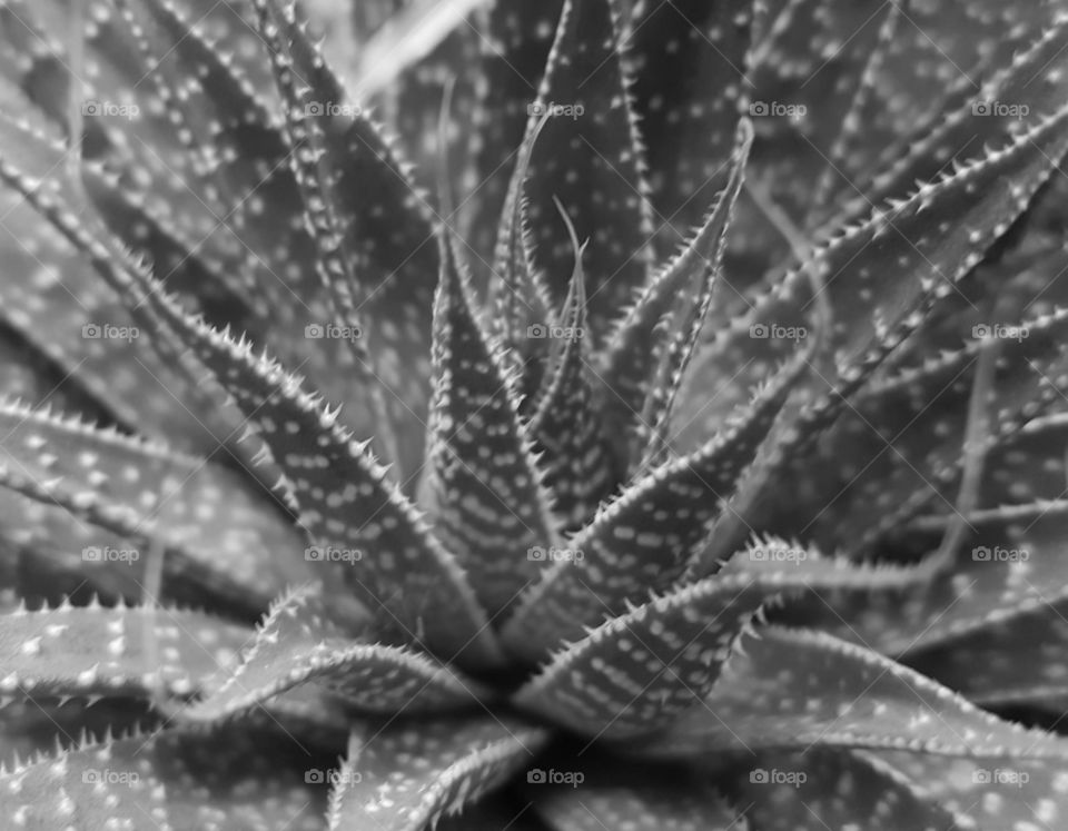 aloe grayscale