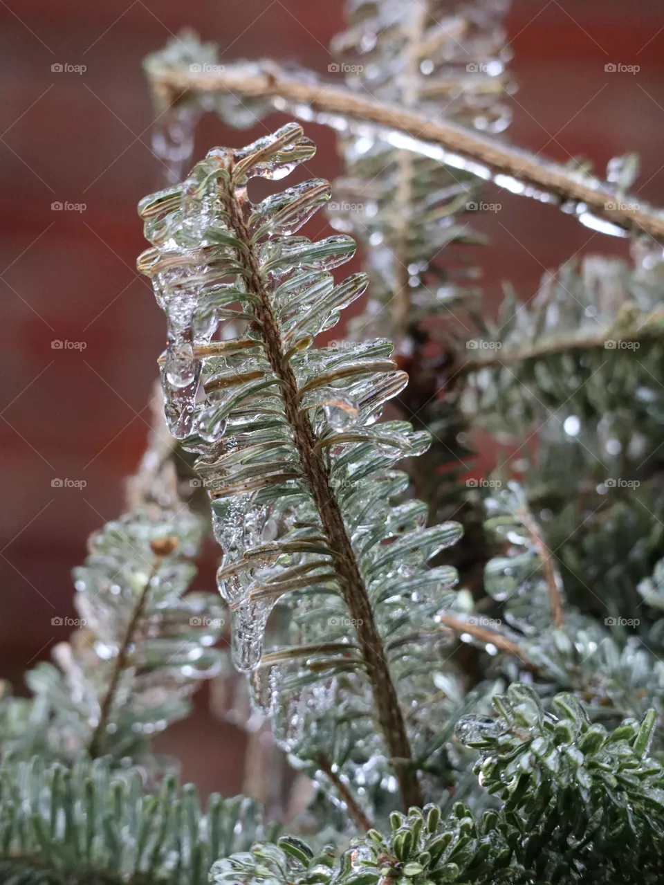 freezing rain on pine branch