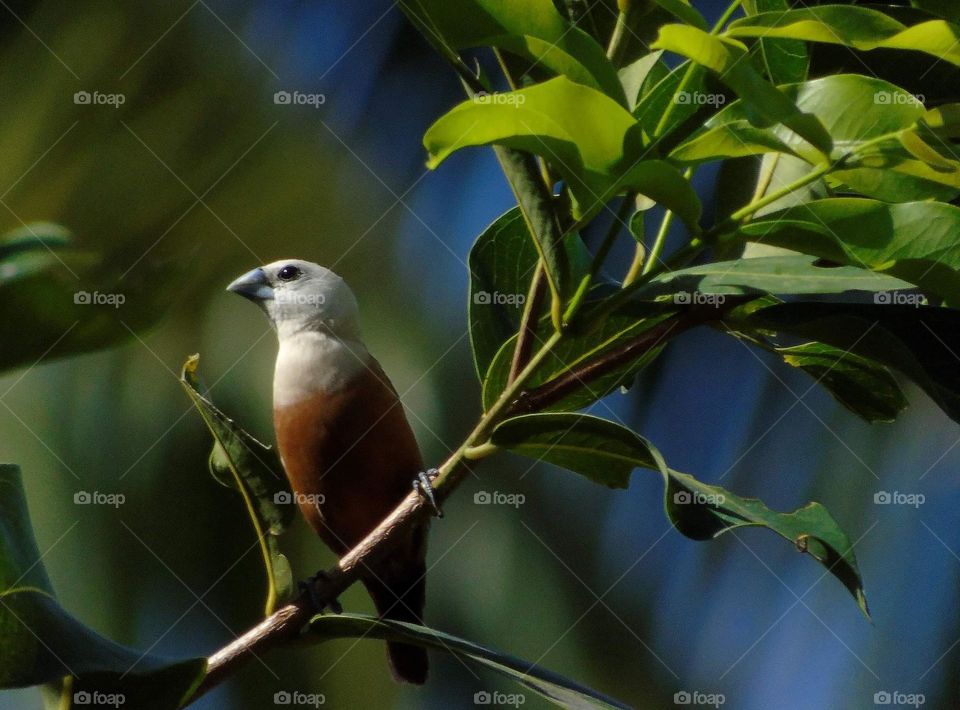 Pale headed munia . Soliter, single bird of munia & keep distance with others , especially others of pale headed munia . The bird's category may get to reach colony until hundreds individu . They're collected with the other munia on a seasonable .